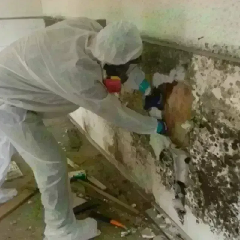 Mold Remediation and Removal in Glenarden, MD